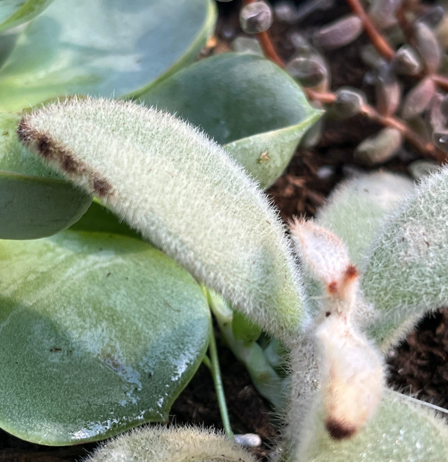 Panda Plant Pattern