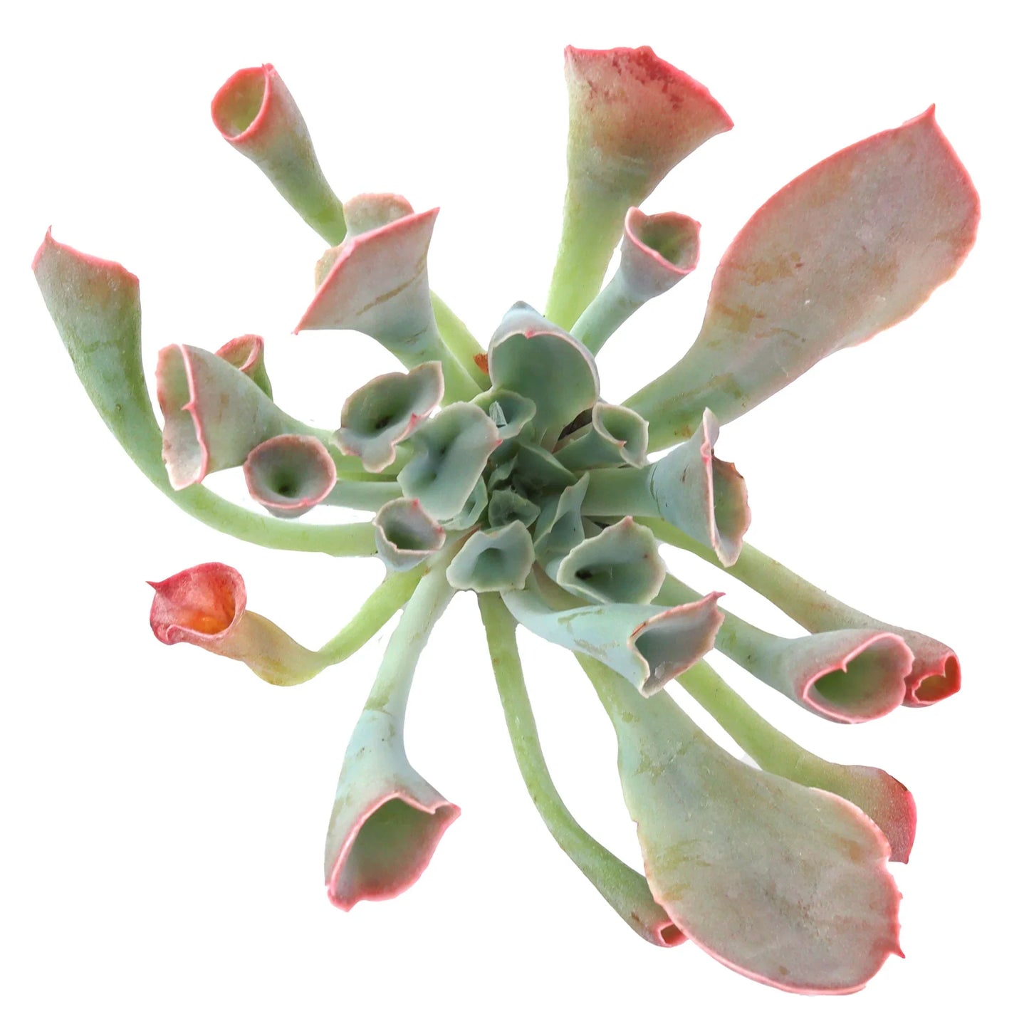 Trumpet Pinky Pattern