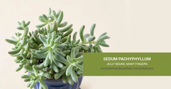Jelly Bean Pattern